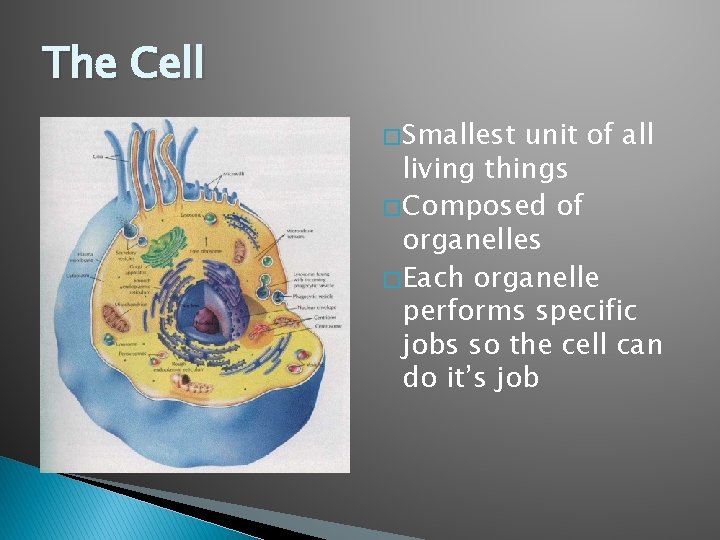 The Cell � Smallest unit of all living things � Composed of organelles �