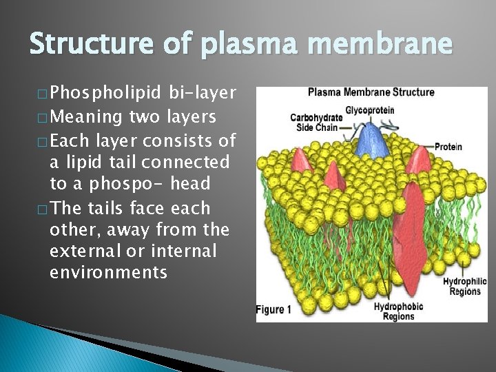 Structure of plasma membrane � Phospholipid bi-layer � Meaning two layers � Each layer