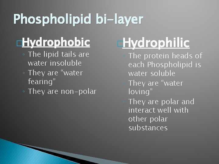 Phospholipid bi-layer �Hydrophobic ◦ The lipid tails are water insoluble ◦ They are “water