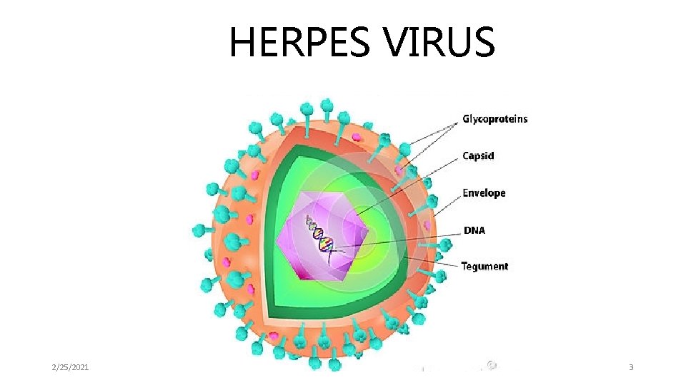 HERPES VIRUS 2/25/2021 3 