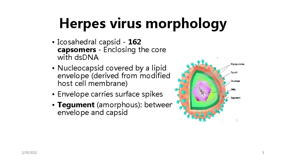 Herpes virus morphology • Icosahedral capsid - 162 capsomers - Enclosing the core with