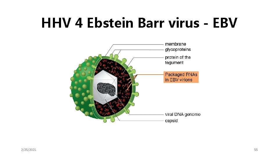 HHV 4 Ebstein Barr virus - EBV 2/25/2021 55 
