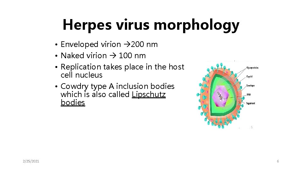 Herpes virus morphology • Enveloped virion 200 nm • Naked virion 100 nm •