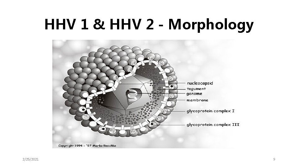 HHV 1 & HHV 2 - Morphology 2/25/2021 9 