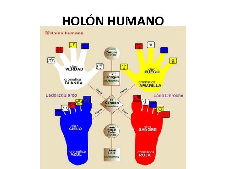 HOLÓN HUMANO 