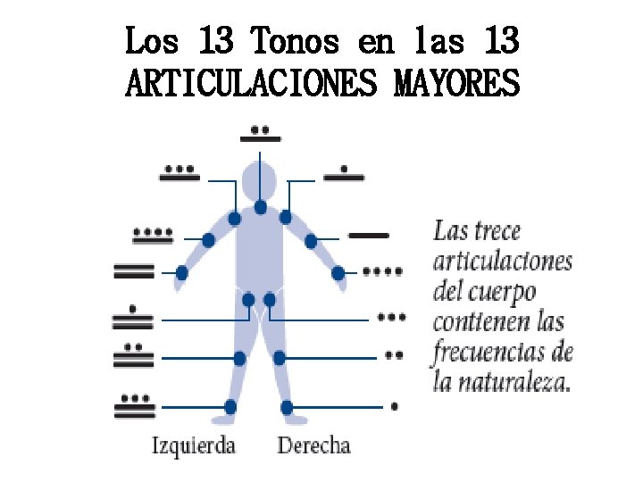 Los 13 Tonos en las 13 ARTICULACIONES MAYORES 