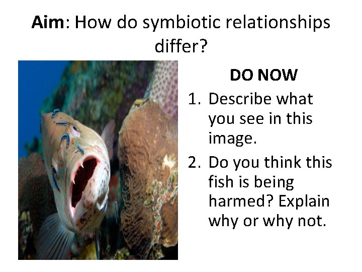 Aim: How do symbiotic relationships differ? DO NOW 1. Describe what you see in