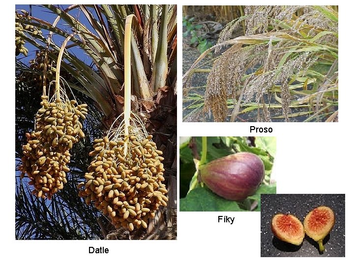 Proso Fíky Datle 