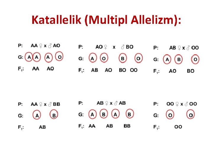 Katallelik (Multipl Allelizm): 