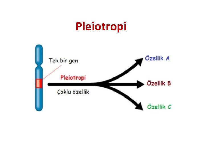 Pleiotropi 