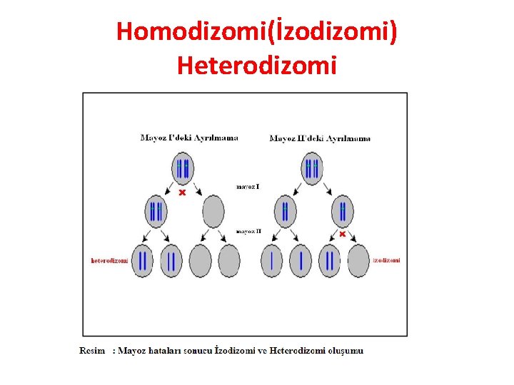 Homodizomi(İzodizomi) Heterodizomi 