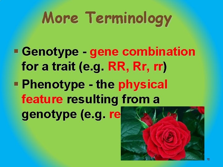 More Terminology § Genotype - gene combination for a trait (e. g. RR, Rr,