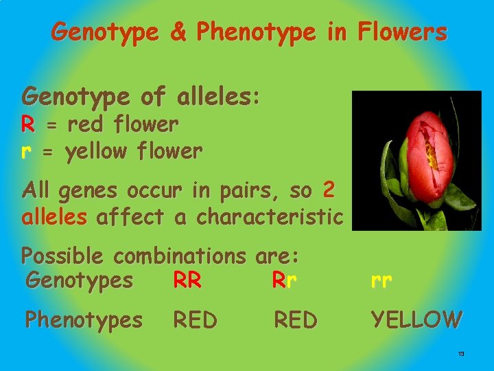 Genotype & Phenotype in Flowers Genotype of alleles: R = red flower r =