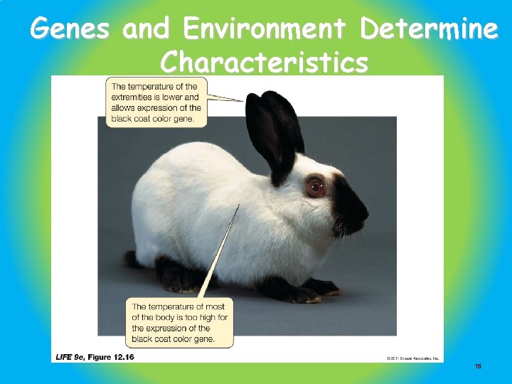 Genes and Environment Determine Characteristics 15 