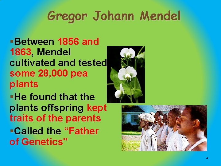 Gregor Johann Mendel §Between 1856 and 1863, Mendel cultivated and tested some 28, 000