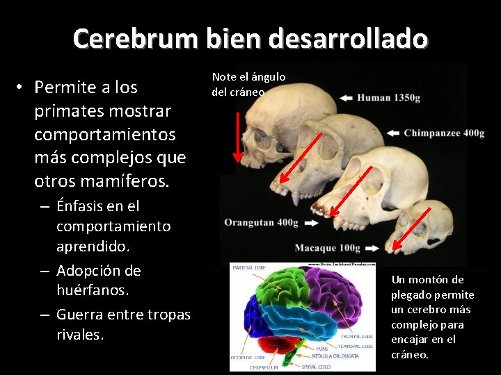 Cerebrum bien desarrollado • Permite a los primates mostrar comportamientos más complejos que otros