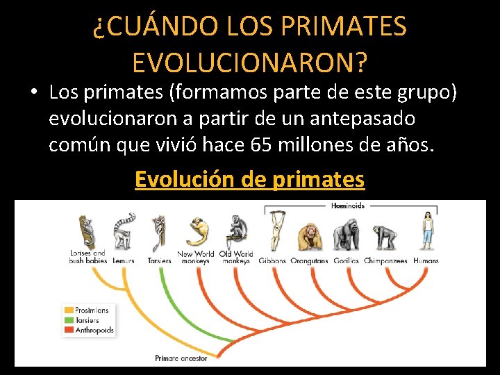 ¿CUÁNDO LOS PRIMATES EVOLUCIONARON? • Los primates (formamos parte de este grupo) evolucionaron a