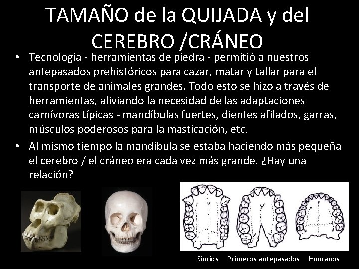 TAMAÑO de la QUIJADA y del CEREBRO /CRÁNEO • Tecnología - herramientas de piedra