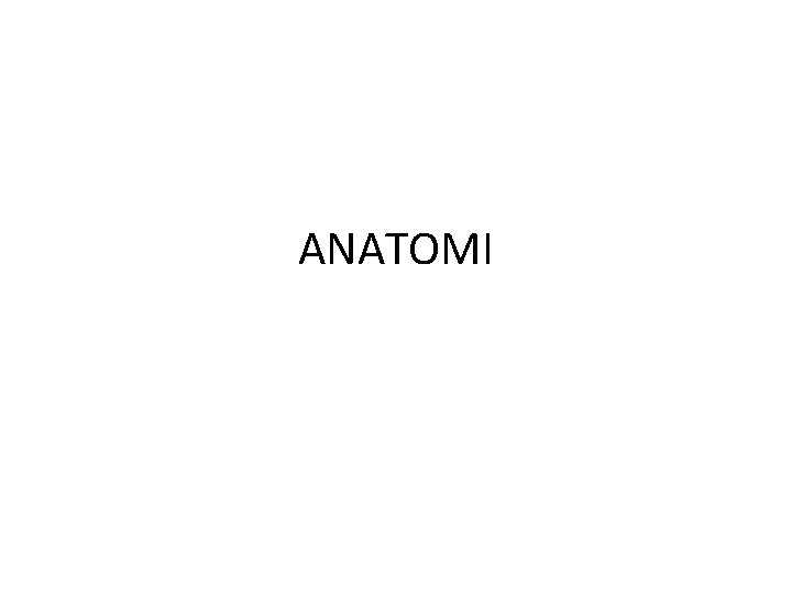 ANATOMI 