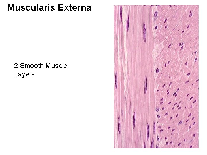 Muscularis Externa 2 Smooth Muscle Layers 