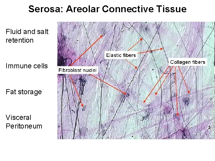Serosa: Areolar Connective Tissue Fluid and salt retention Immune cells Fat storage Visceral Peritoneum