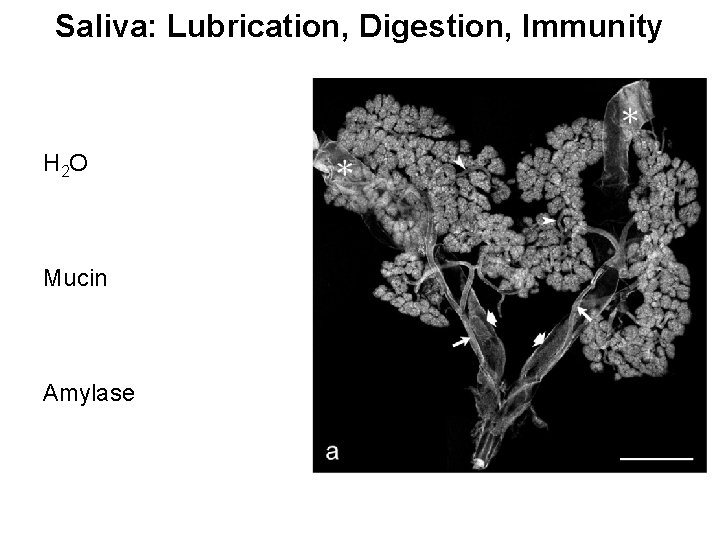 Saliva: Lubrication, Digestion, Immunity H 2 O Mucin Amylase 