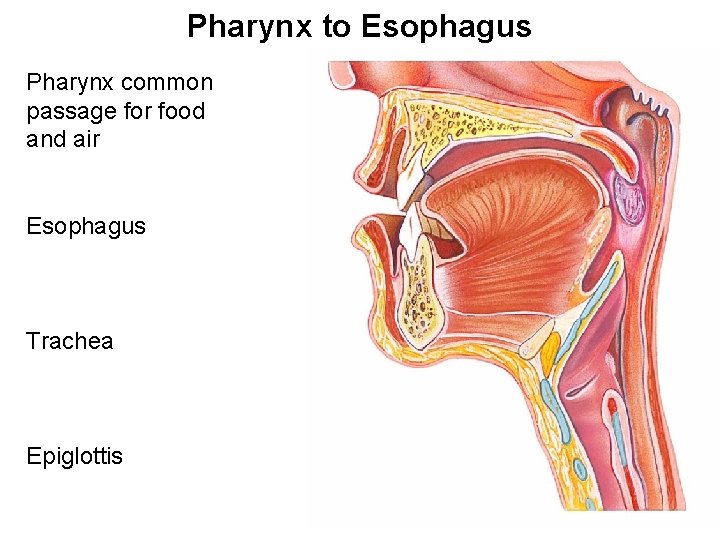 Pharynx to Esophagus Pharynx common passage for food and air Esophagus Trachea Epiglottis 