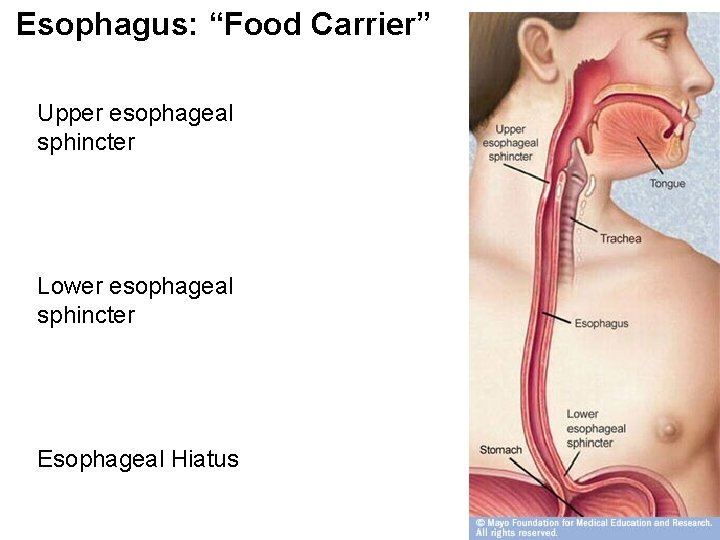 Esophagus: “Food Carrier” Upper esophageal sphincter Lower esophageal sphincter Esophageal Hiatus 