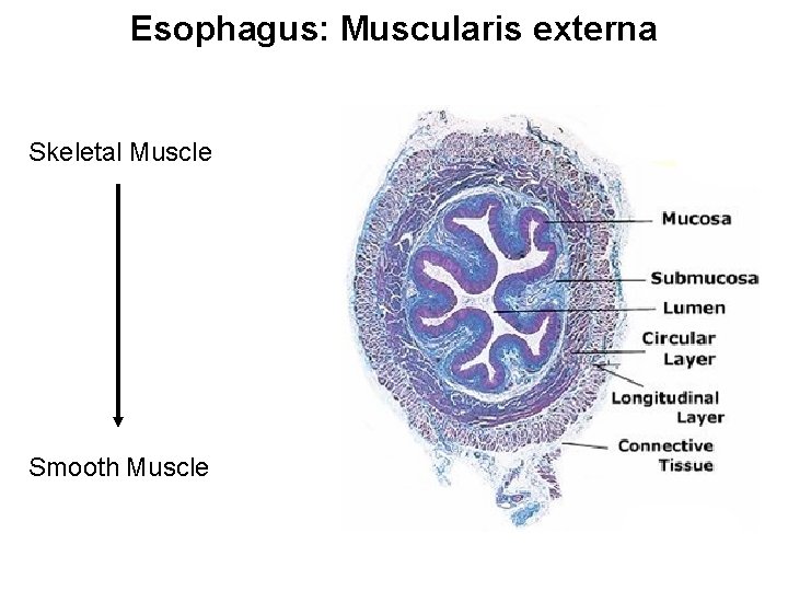 Esophagus: Muscularis externa Skeletal Muscle Smooth Muscle 