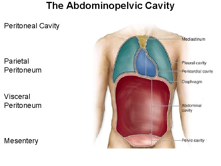 The Abdominopelvic Cavity Peritoneal Cavity Parietal Peritoneum Visceral Peritoneum Mesentery 