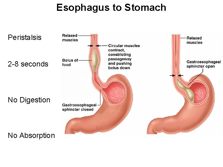 Esophagus to Stomach Peristalsis 2 -8 seconds No Digestion No Absorption 