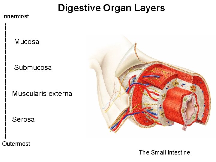 Innermost Digestive Organ Layers Mucosa Submucosa Muscularis externa Serosa Outermost The Small Intestine 