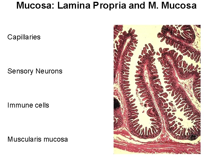 Mucosa: Lamina Propria and M. Mucosa Capillaries Sensory Neurons Immune cells Muscularis mucosa 