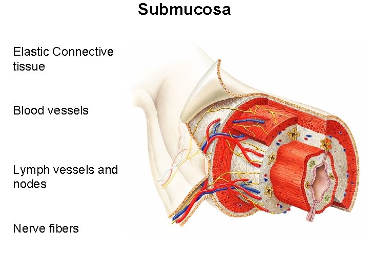 Submucosa Elastic Connective tissue Blood vessels Lymph vessels and nodes Nerve fibers 