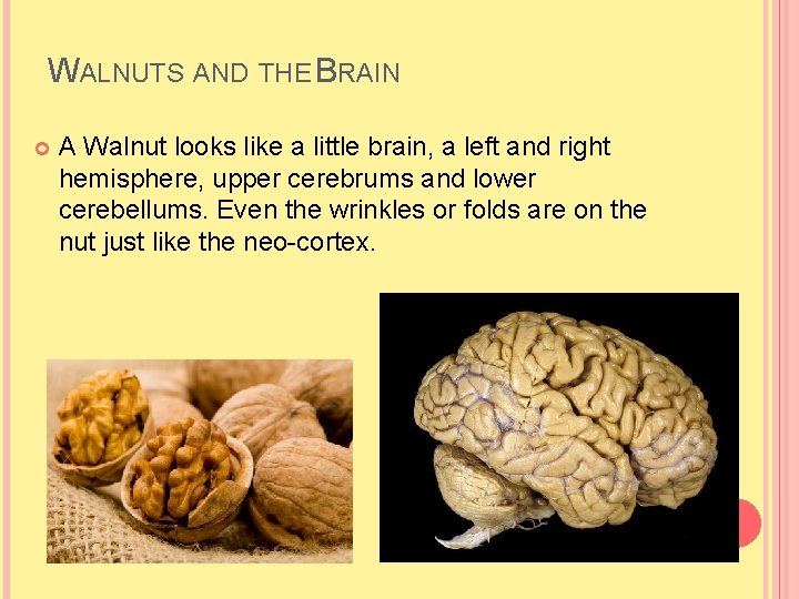 WALNUTS AND THE BRAIN A Walnut looks like a little brain, a left and WALNUTS AND THE BRAIN A Walnut looks like a little brain, a left and