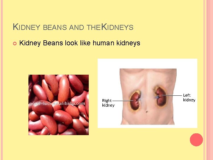 KIDNEY BEANS AND THE KIDNEYS Kidney Beans look like human kidneys KIDNEY BEANS AND THE KIDNEYS Kidney Beans look like human kidneys