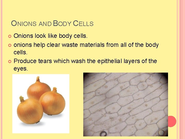 ONIONS AND BODY CELLS Onions look like body cells. onions help clear waste materials ONIONS AND BODY CELLS Onions look like body cells. onions help clear waste materials