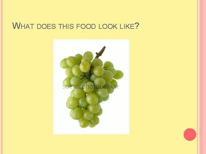 WHAT DOES THIS FOOD LOOK LIKE? WHAT DOES THIS FOOD LOOK LIKE?