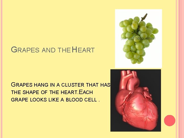 GRAPES AND THE HEART GRAPES HANG IN A CLUSTER THAT HAS THE SHAPE OF GRAPES AND THE HEART GRAPES HANG IN A CLUSTER THAT HAS THE SHAPE OF