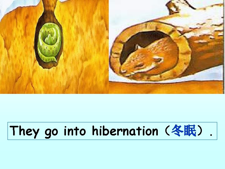 They go into hibernation（冬眠）. 
