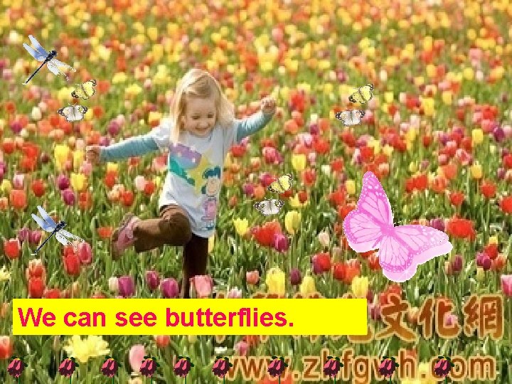 We can see butterflies. 
