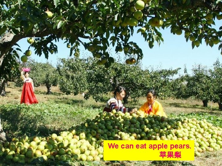 We can eat apple pears. 苹果梨 