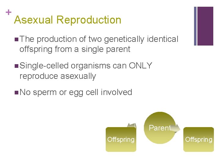 + Asexual Reproduction n The production of two genetically identical offspring from a single