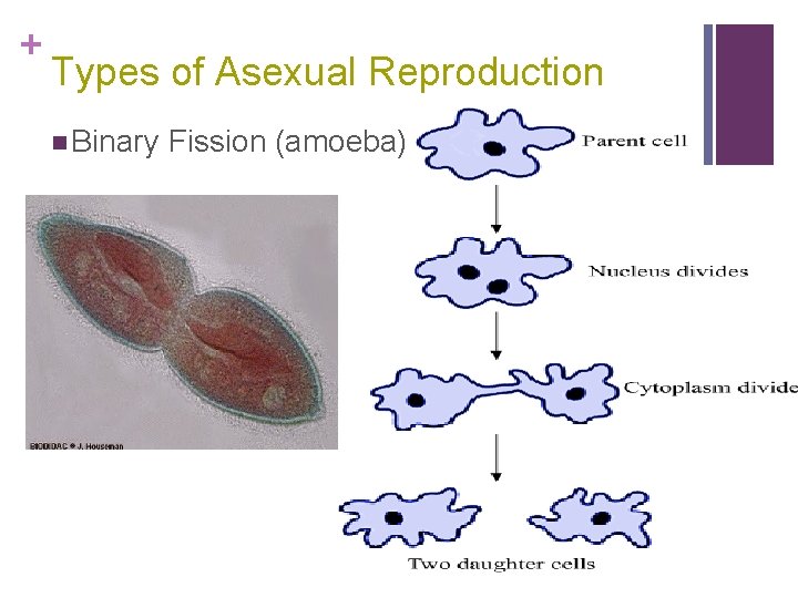 + Types of Asexual Reproduction n Binary Fission (amoeba) 