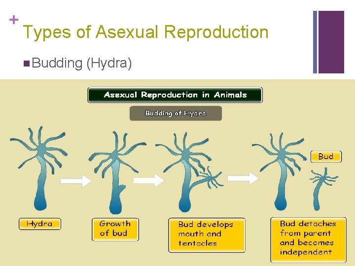 + Types of Asexual Reproduction n Budding (Hydra) 