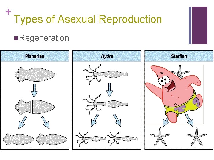 + Types of Asexual Reproduction n Regeneration 