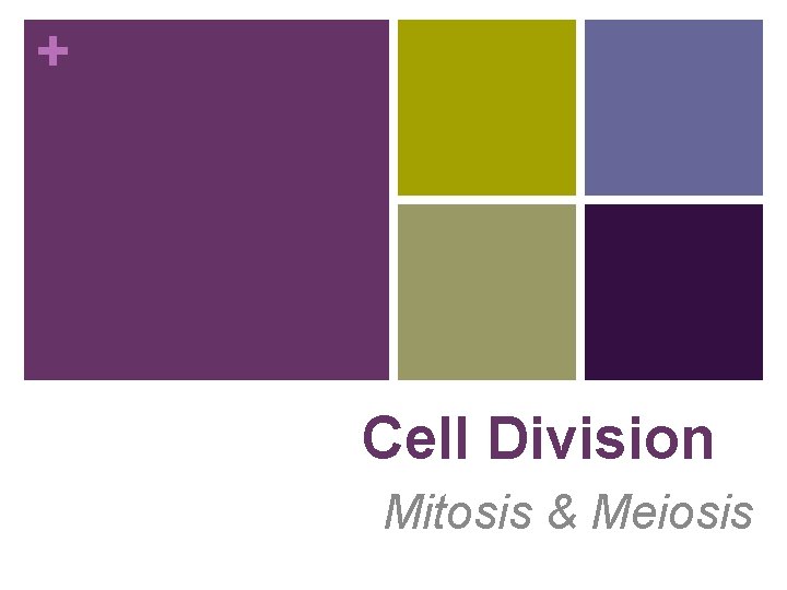 + Cell Division Mitosis & Meiosis 