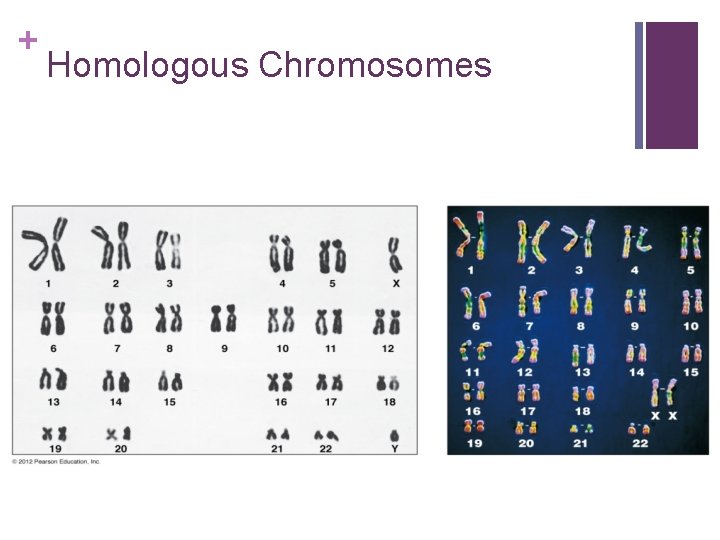 + Homologous Chromosomes 