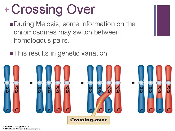 + Crossing Over n During Meiosis, some information on the chromosomes may switch between
