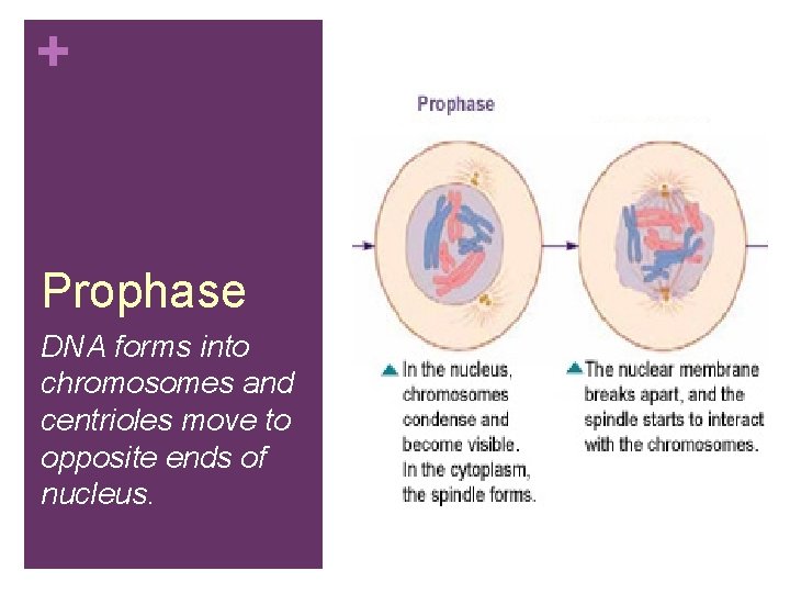 + Prophase DNA forms into chromosomes and centrioles move to opposite ends of nucleus.